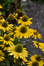 Kismet Yellow Coneflower (Echinacea 'TNECHKY') at Wolf's Blooms & Berries