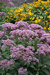 Euphoria Ruby Joe Pye Weed (Eupatorium purpureum 'FLOREUPRE1') at Wolf's Blooms & Berries