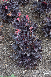 Black Forest Cake Coral Bells (Heuchera 'Black Forest Cake') at Wolf's Blooms & Berries