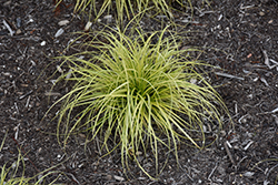 EverColor Eversheen Japanese Sedge (Carex oshimensis 'Eversheen') at Wolf's Blooms & Berries
