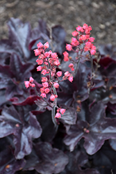 Black Forest Cake Coral Bells (Heuchera 'Black Forest Cake') at Wolf's Blooms & Berries