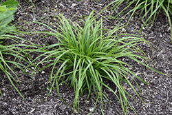 EverColor Everlime Japanese Sedge (Carex oshimensis 'Everlime') at Wolf's Blooms & Berries