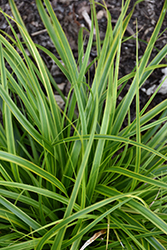 EverColor Everlime Japanese Sedge (Carex oshimensis 'Everlime') at Wolf's Blooms & Berries