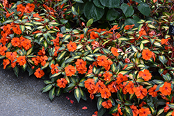 SunPatiens Vigorous Tropical Orange New Guinea Impatiens (Impatiens 'SAKIMP055') at Wolf's Blooms & Berries