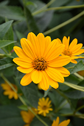 False Sunflower (Heliopsis helianthoides) at Wolf's Blooms & Berries