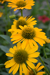 Kismet Yellow Coneflower (Echinacea 'TNECHKY') at Wolf's Blooms & Berries