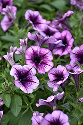 Cascadias Purple Ice Petunia (Petunia 'Cascadias Purple Ice') at Wolf's Blooms & Berries