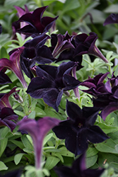 Black Ray Petunia (Petunia 'Black Ray') at Wolf's Blooms & Berries