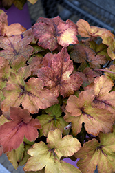 Pumpkin Spice Foamy Bells (Heucherella 'Pumpkin Spice') at Wolf's Blooms & Berries