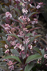 Pearl Glam Beautyberry (Callicarpa 'NCCX2') at Wolf's Blooms & Berries
