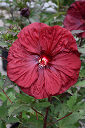 Blackberry Merlot Hibiscus (Hibiscus 'Blackberry Merlot') at Wolf's Blooms & Berries