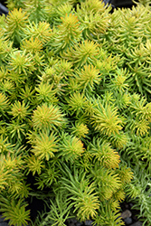 Sunsparkler Angelina's Teacup Stonecrop (Sedum rupestre 'Angelina's Teacup') at Wolf's Blooms & Berries