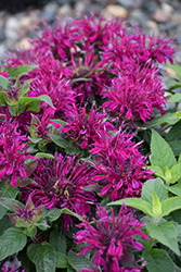 Balmy Purple Beebalm (Monarda didyma 'Balbalmurp') at Wolf's Blooms & Berries