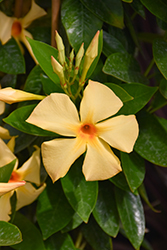 Sun Parasol Sunbeam Mandevilla (Mandevilla 'Sun Parasol Sunbeam') at Wolf's Blooms & Berries