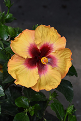 Hollywood Rico Suave Hibiscus (Hibiscus rosa-sinensis 'Rico Suave') at Wolf's Blooms & Berries