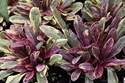 Princess Nadia Bugleweed (Ajuga tenorii 'Piotrek01') at Wolf's Blooms & Berries