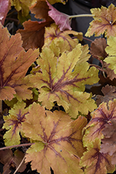 Copper King Foamy Bells (Heucherella 'Copper King') at Wolf's Blooms & Berries