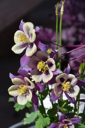 Earlybird Purple and Yellow Columbine (Aquilegia 'PAS1258488') at Wolf's Blooms & Berries