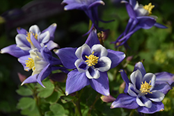 Earlybird Blue and White Columbine (Aquilegia 'PAS1258485') at Wolf's Blooms & Berries