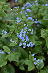 Alexander's Great Bugloss (Brunnera macrophylla 'Alexander's Great') at Wolf's Blooms & Berries