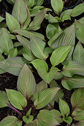 First Blush Hosta (Hosta 'First Blush') at Wolf's Blooms & Berries