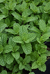Mojito Mint (Mentha x villosa 'Mojito') at Wolf's Blooms & Berries