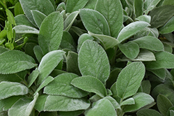 Giant Lamb's Ears (Stachys byzantina 'Big Ears') at Wolf's Blooms & Berries