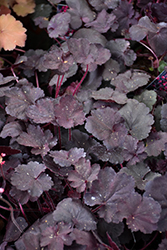 Black Forest Cake Coral Bells (Heuchera 'Black Forest Cake') at Wolf's Blooms & Berries