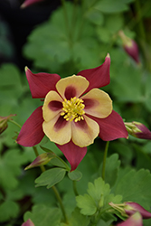 Earlybird Red and Yellow Columbine (Aquilegia 'Earlybird Red And Yellow') at Wolf's Blooms & Berries