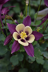 Earlybird Purple and Yellow Columbine (Aquilegia 'PAS1258488') at Wolf's Blooms & Berries