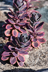 Sunsparkler Dazzling Dynamite Stonecrop (Sedum 'Dazzling Dynamite') at Wolf's Blooms & Berries