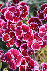 Mountain Frost Ruby Glitter Pinks (Dianthus 'KonD1400K6') at Wolf's Blooms & Berries