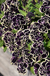 Midnight Gold Petunia (Petunia 'MIYOPEEA') at Wolf's Blooms & Berries