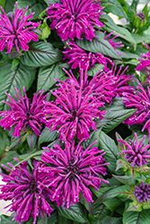 Rockin' Raspberry Beebalm (Monarda 'Rockin' Raspberry') at Wolf's Blooms & Berries