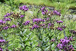 Prairie Ironweed (Vernonia fasciculata) at Wolf's Blooms & Berries