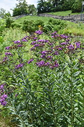 Prairie Ironweed (Vernonia fasciculata) at Wolf's Blooms & Berries