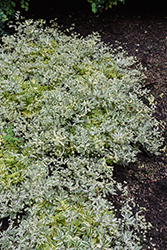 Golden Feathers Jacob's Ladder (Polemonium 'Golden Feathers') at Wolf's Blooms & Berries