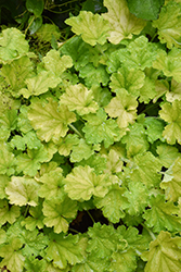 Lemon Love Coral Bells (Heuchera 'Lemon Love') at Wolf's Blooms & Berries