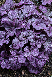 Dolce Wildberry Coral Bells (Heuchera 'Wildberry') at Wolf's Blooms & Berries