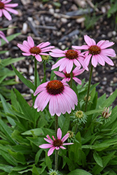 SunMagic Vintage Lavender Coneflower (Echinacea 'SunMagic Vintage Lavender') at Wolf's Blooms & Berries