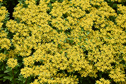Rock 'N Round Bright Idea Stonecrop (Sedum 'Bright Idea') at Wolf's Blooms & Berries
