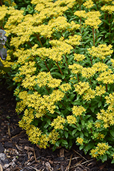 Rock 'N Round Bright Idea Stonecrop (Sedum 'Bright Idea') at Wolf's Blooms & Berries