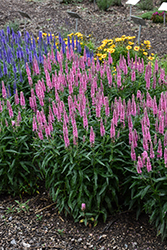 Skyward Pink Long-leaf Speedwell (Veronica longifolia 'Balskywink') at Wolf's Blooms & Berries