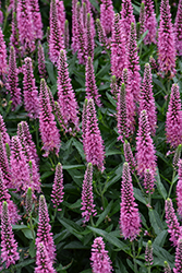 Skyward Pink Long-leaf Speedwell (Veronica longifolia 'Balskywink') at Wolf's Blooms & Berries