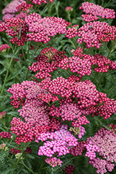 New Vintage Rose Yarrow (Achillea millefolium 'Balvinrose') at Wolf's Blooms & Berries