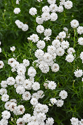 Peter Cottontail Yarrow (Achillea ptarmica 'Peter Cottontail') at Wolf's Blooms & Berries