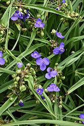 Amethyst Kiss Spiderwort (Tradescantia x andersoniana 'Radtrad') at Wolf's Blooms & Berries