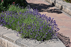 Munstead Lavender (Lavandula angustifolia 'Munstead') at Wolf's Blooms & Berries