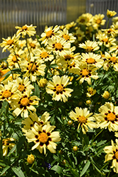 UpTick Cream and Red Tickseed (Coreopsis 'Balupteamed') at Wolf's Blooms & Berries