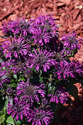 Rockin' Raspberry Beebalm (Monarda 'Rockin' Raspberry') at Wolf's Blooms & Berries